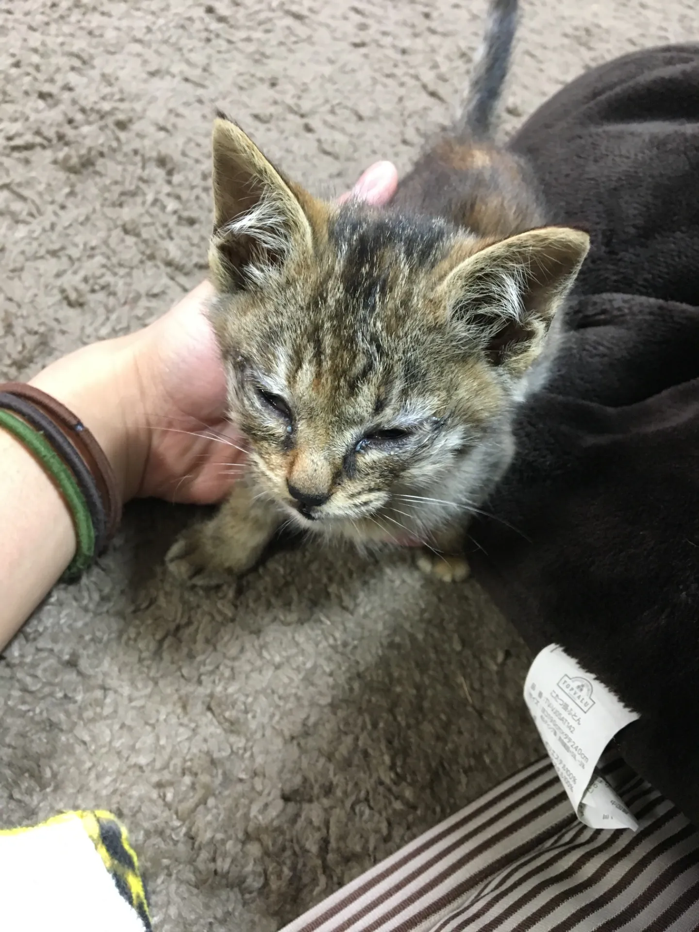 ヒメちゃん